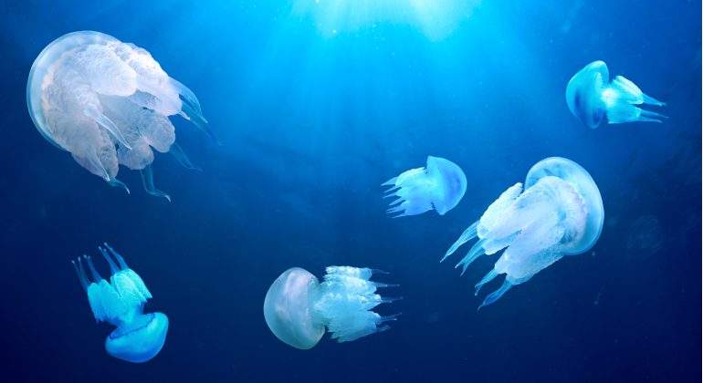 medusas-mediterraneo-urticantes-calor-dreamstime.jpg