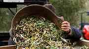 El sector del aceite prepara un final de enero caliente contra el desplome de los precios en el campo y una crisis de rentabilid
