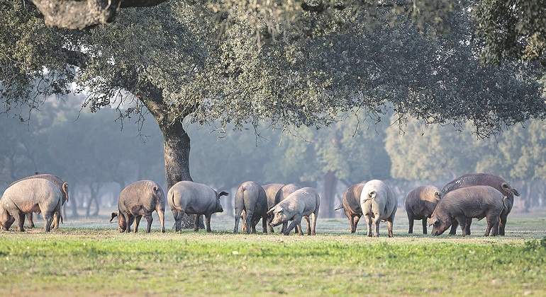 Imagen-Imagen-foto-ibericos-en-la-dehesa.jpg