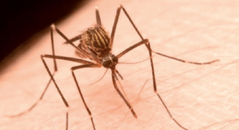 aedes-japonicuts.gif