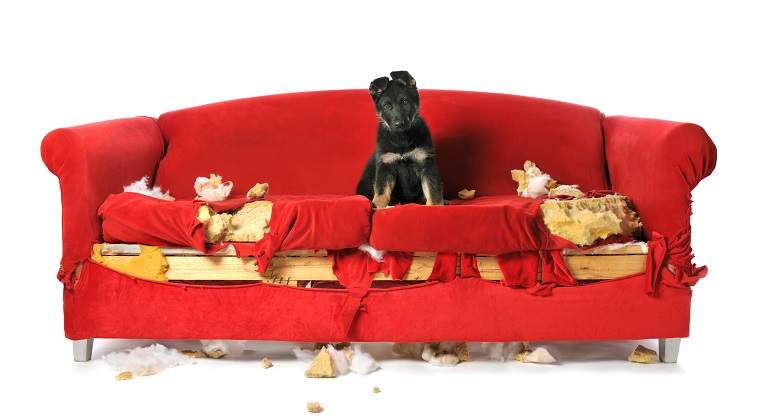 Cachorro-destroza-un-sofa-iStock.jpg
