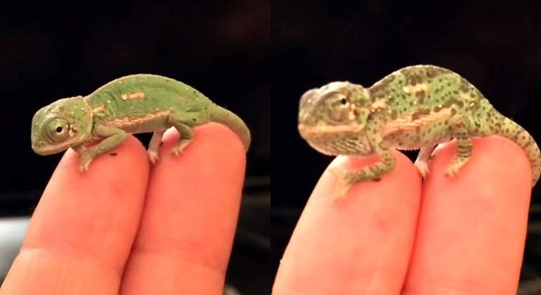 Camaleon-bebe-cambiando-de-color.jpg
