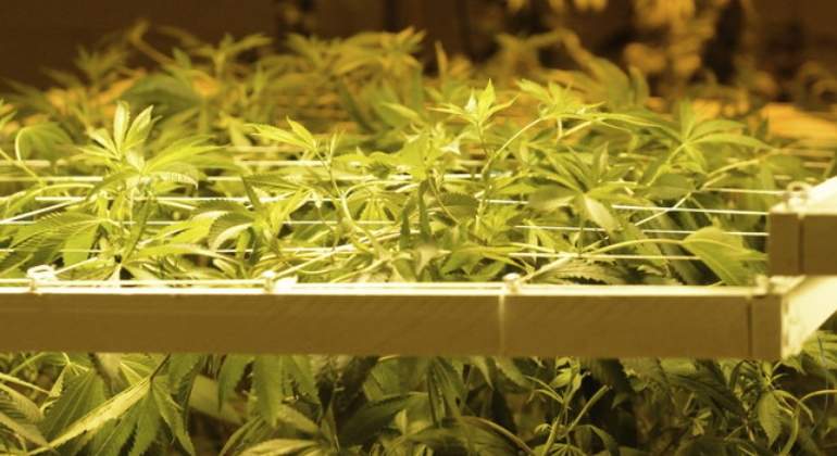 planta-marihuana.jpg