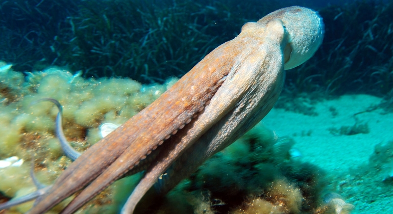 pulpo-wikipedia-770x420.jpg