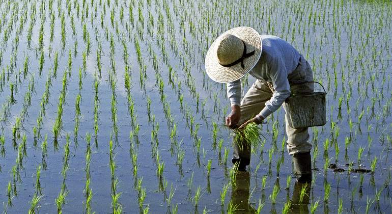 Una-persona-trabajando-en-un-campo-de-arroz-iStock.jpg