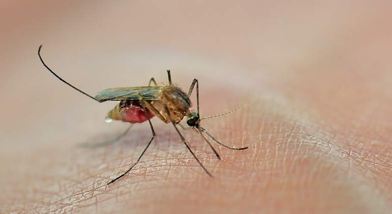 Mosquito-picando-en-piel-iStock.jpg