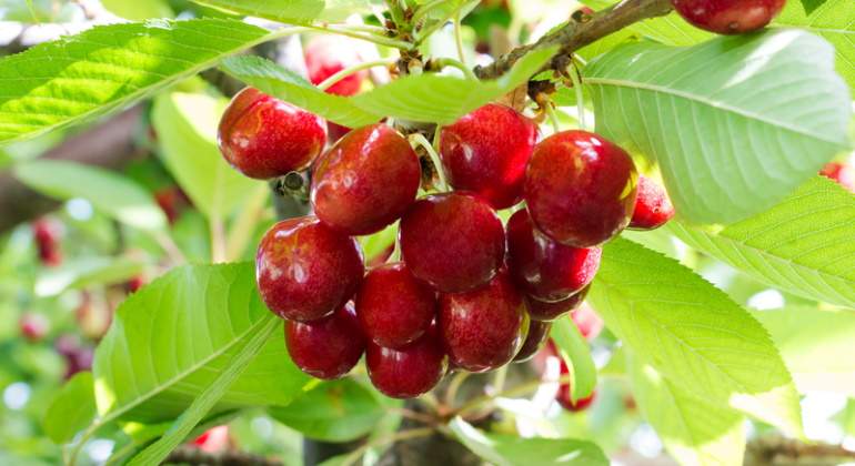 Cerezas chilenas en el rbol