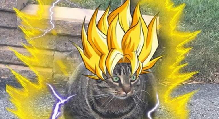 Gatito-en-Super-Saiyajin.jpg
