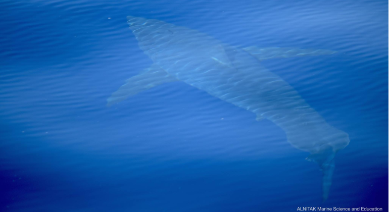 tiuron-cabrera-alnitak-marine-Science-and-Education.png