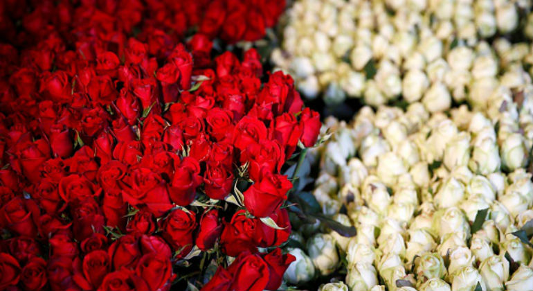 rosa-2.jpg