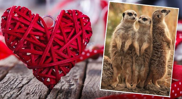 sanvalentin-ok770.jpg
