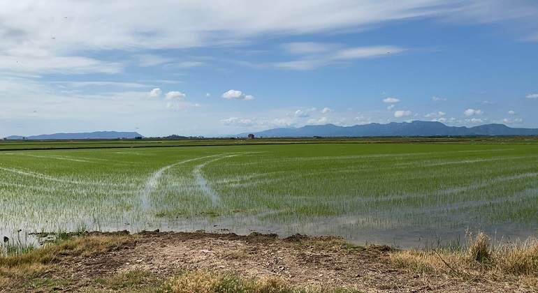thumbnail_Arrossars-Albufera.jpg
