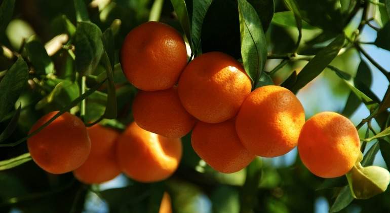 naranjas-dreamstime.jpg