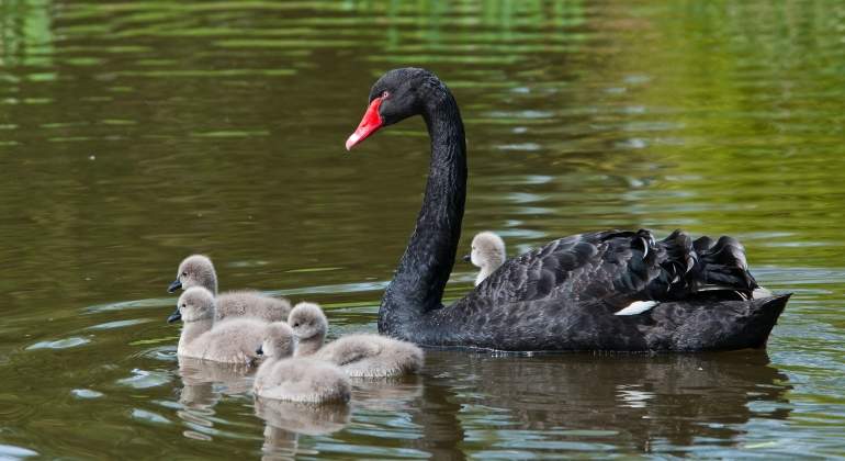cisne-negro-pollitos.jpg