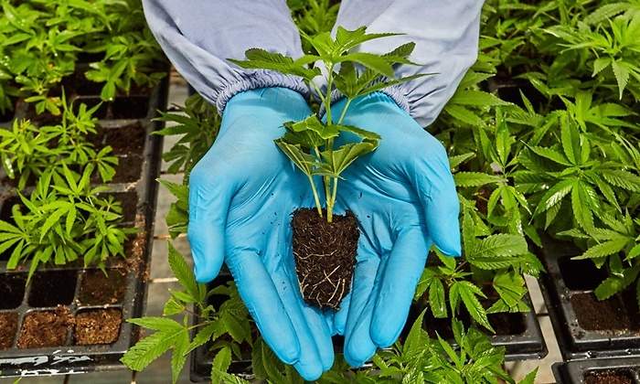 cannabis 1