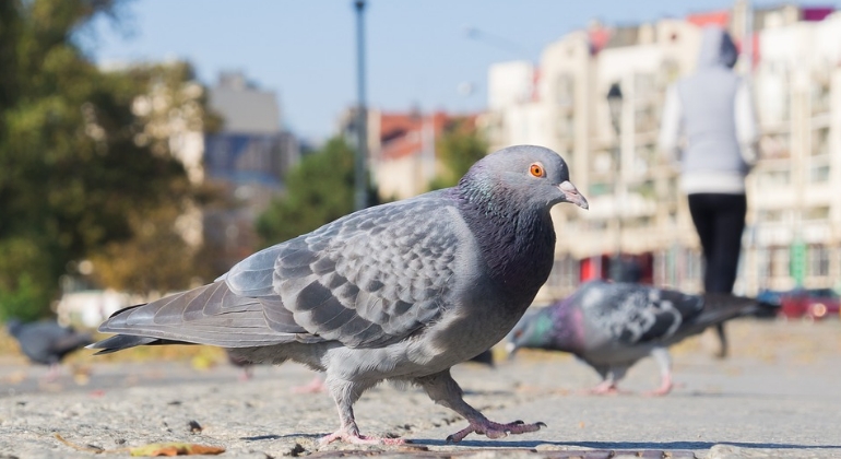 paloma-770x420-pixabay.jpg