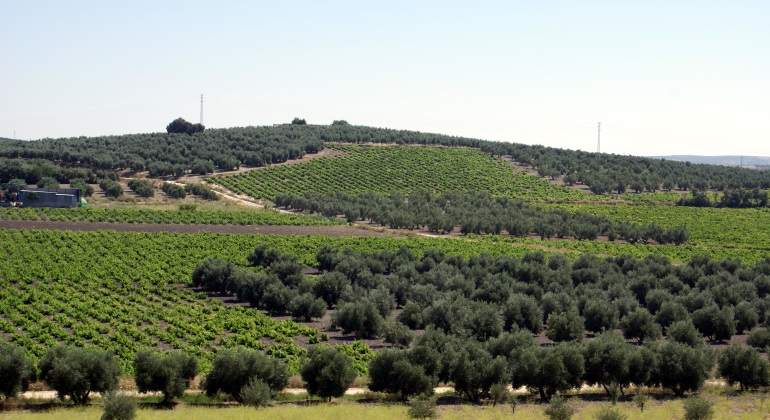 campos-mediterraneo.jpg