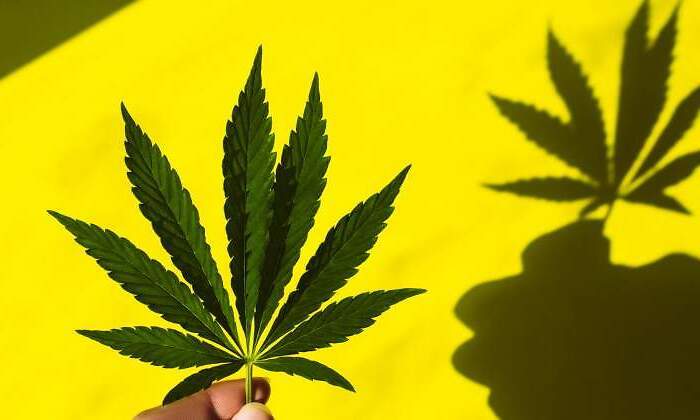 cannabis-getty.jpg