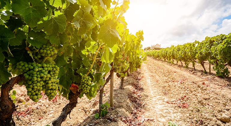 Campo-de-vinas-con-uvas-para-vino.jpg