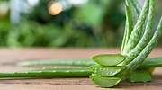 Los beneficios del aloe vera que desconocías, la planta milagrosa que ya usaba Cleopatra y Cristobal Colón