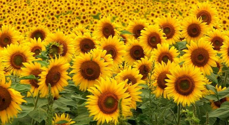 Girasoles