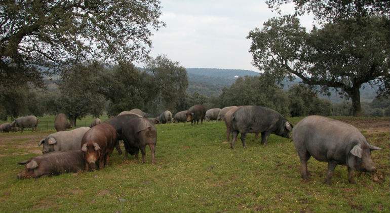 cerdo-iberico-2.jpg
