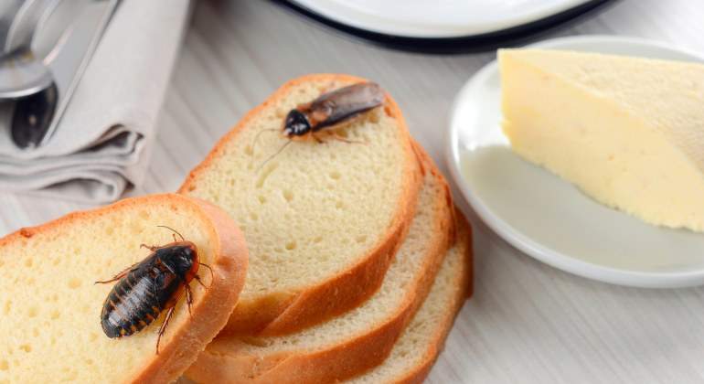 cucarachas.cocina-dreamsitme.jpg