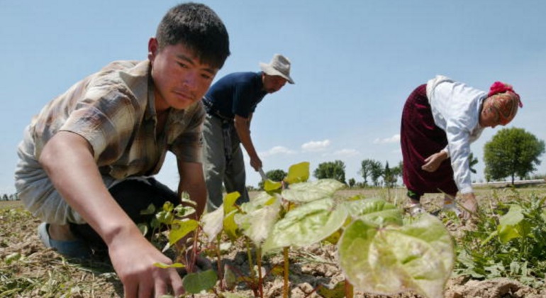 nino-uzbeko-algodon.jpg