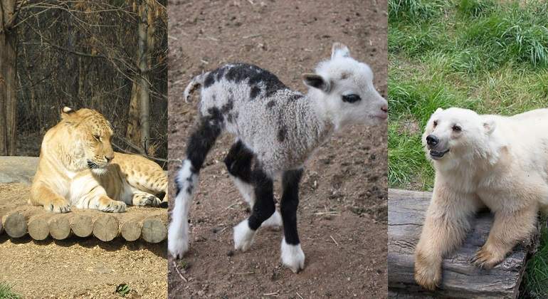 Hibridos-animales.jpg