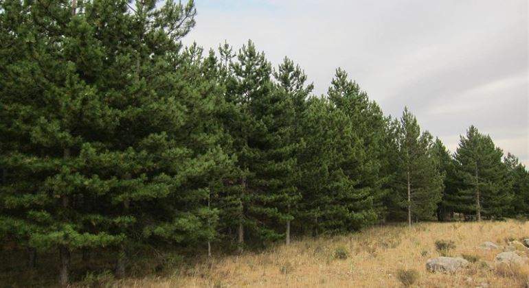 pinos-770-EP.jpg