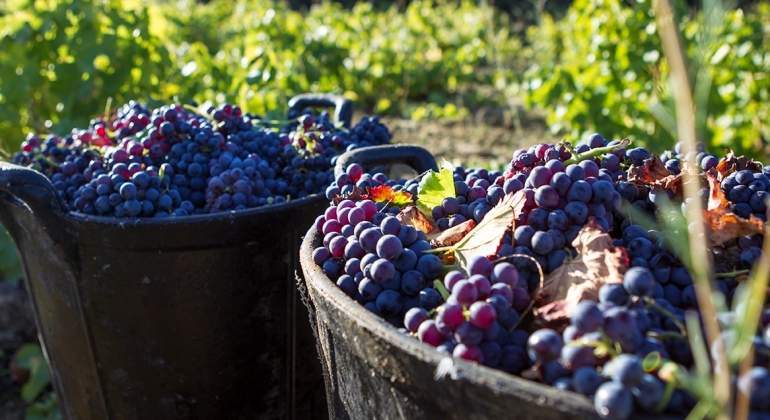 uva-vino-vid-ee.jpg