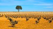 El vino contra el cambio climático o cómo un desierto manchego seguirá produciendo excelentes botellas