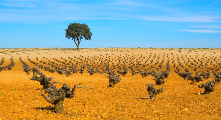 vinas-mancha-dreams.jpg