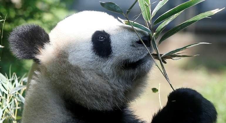 shin-shin-oso-panda-770-reuters.jpg