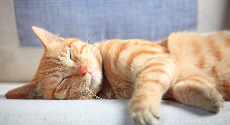 Gato-de-tonos-naranjas-durmiendo-iStock.jpg