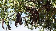 La fiebre de los superalimentos extiende el aguacate y revive la algarroba en el campo valenciano