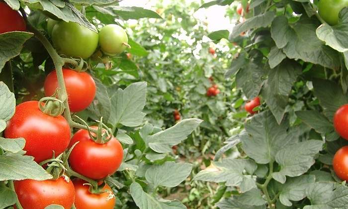 tomates-almeria.jpg