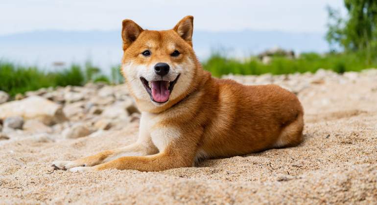 shiba-inu-alamy.jpg