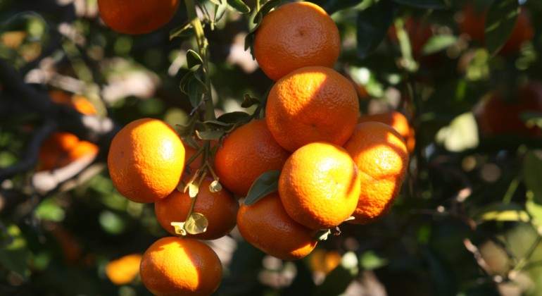 Mandarinas GUILLERMO LUCAS