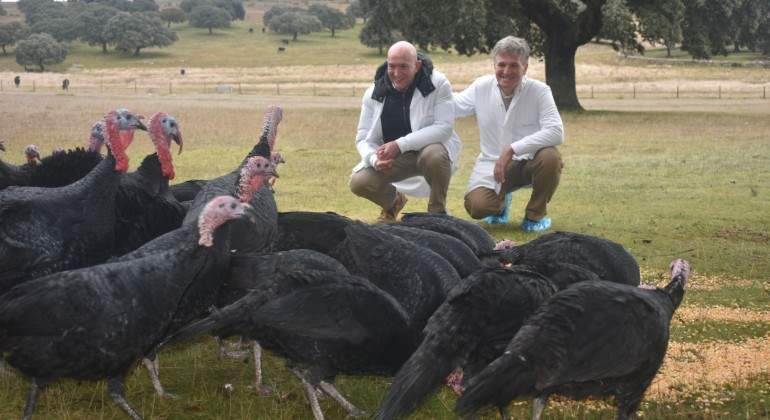 pavos.JPG