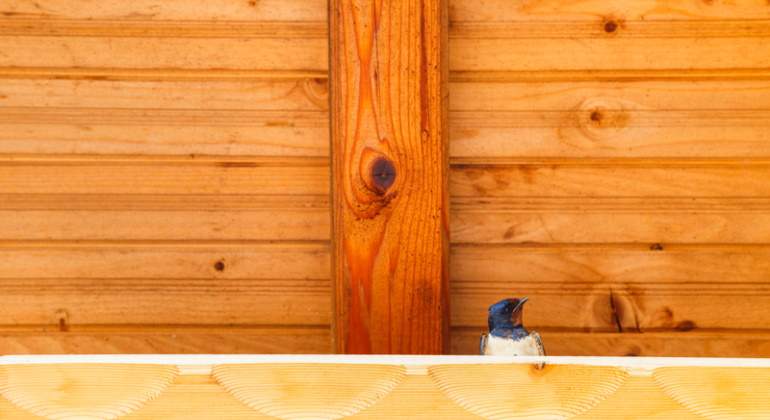 madera-refugio-pajaro-dreams.jpg