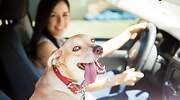 Ocho consejos para viajar con perros en el coche