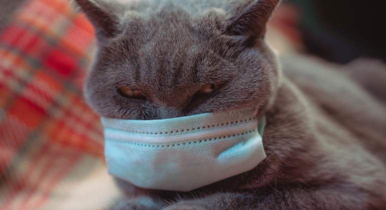 gatos-mascotas-covid-19.jpg
