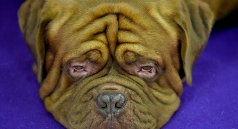 dogo-burdeos-getty.jpg