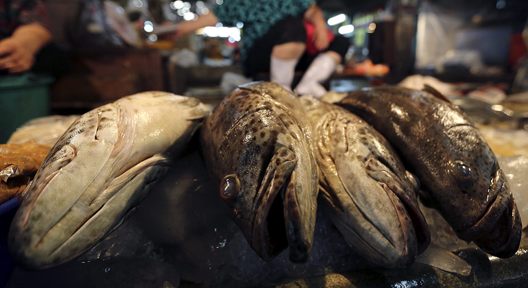 peces-efe.png