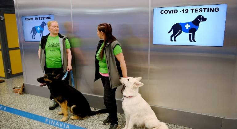 PERROS-COVID.jpg