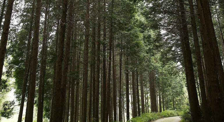 hinoki-madera-japon770.jpg