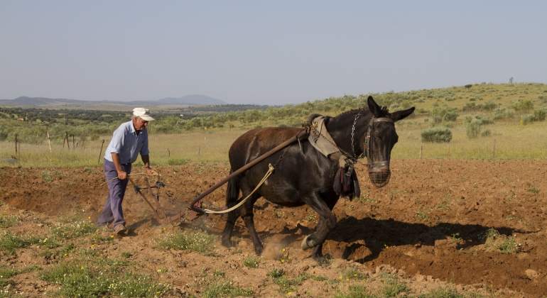 agricultor-mula-extremadura.jpg