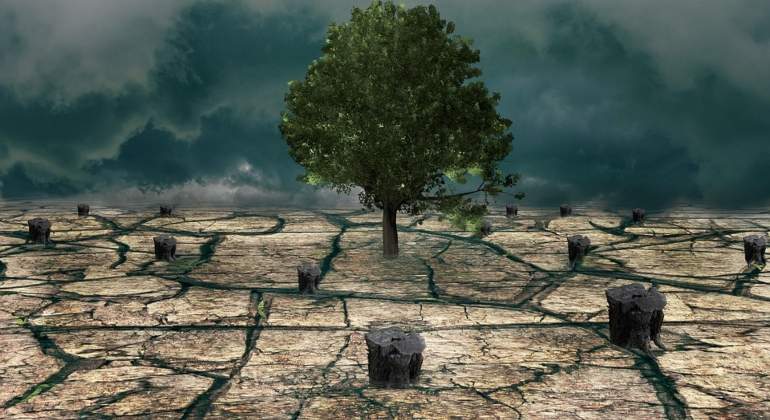 arbol-sequia-cambio-climatico