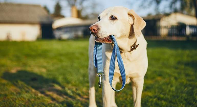 Perro-con-correa-en-la-boca-iStock.jpg